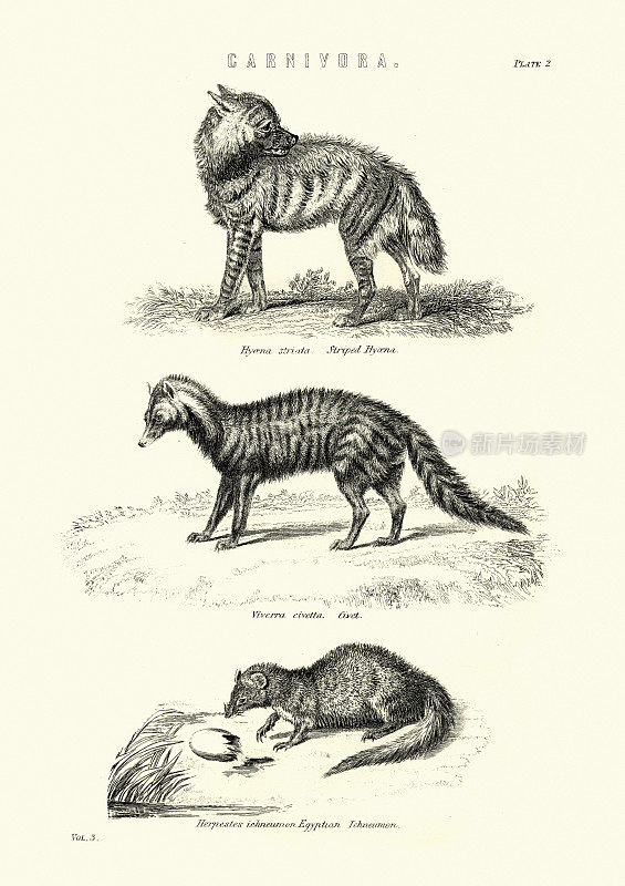 条纹鬣狗(Hyaena Hyaena)，果子狸，埃及猫鼬(Herpestes ichneumon)